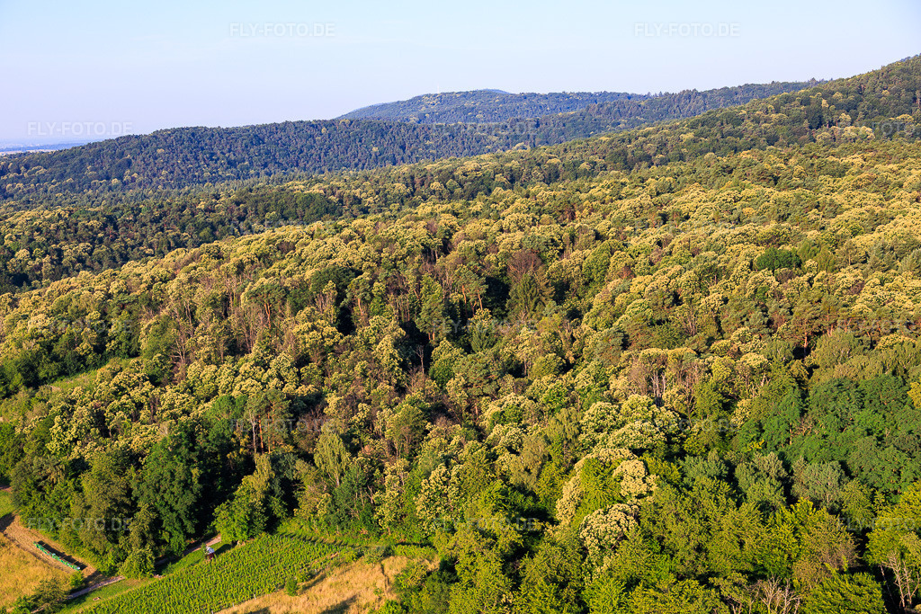 Luftbild: Blühende Esskastanien im Pflälzerwald in Dörrenbach im Bundesland Rheinland-Pfalz in Deutschland. – Foto: IMG_157802.jpg vom 19.06.2026 durch Werner Riehm/FLY-FOTO.de – Auflösung des Originals: 6000 x 4000 px