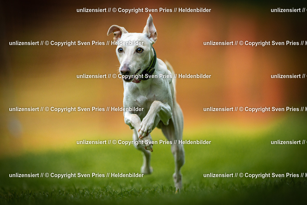 Sven Pries | 2025-09-21 - Hunderennen Baden-Oos - Realisiert mit Pictrs.com