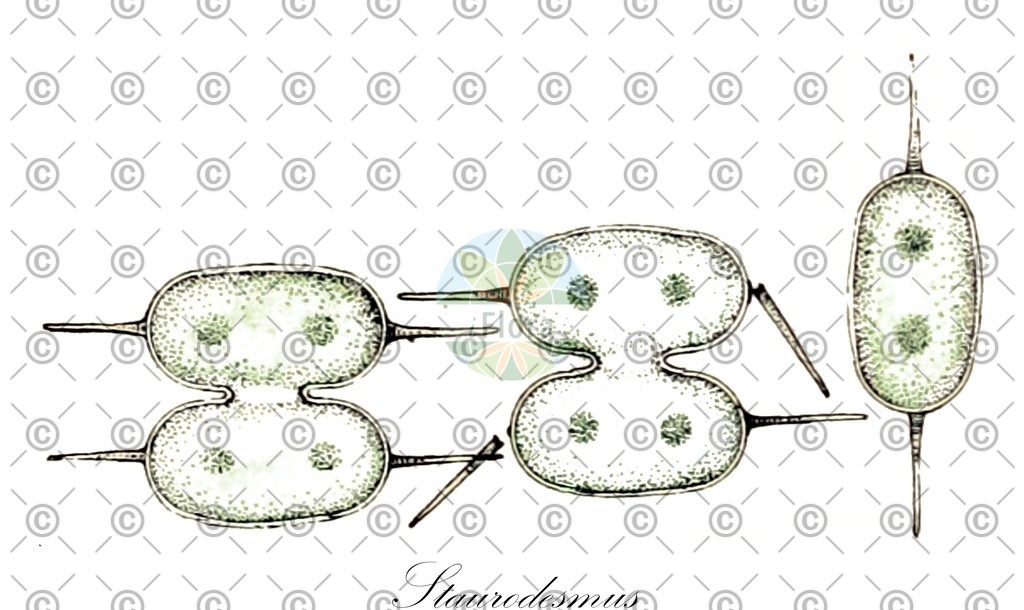 HistAbb_wfo-0000433539_1_ENZY_Simple | Historische Abbildung von Staurodesmus - Desmidiaceae (0) | Historical Illustration of Staurodesmus - Desmidiaceae (0)