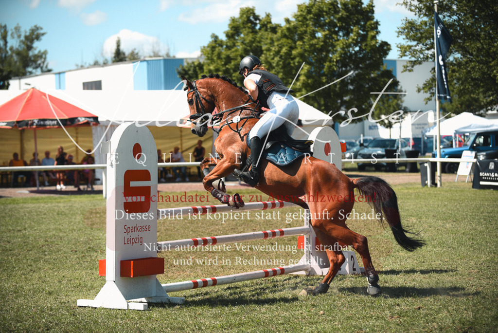 DSC_6941 | Pferde- und Turnierfotografie in Westsachsen. Pferdeportraits, Auftragszeichnungen und intuitive Kunst.