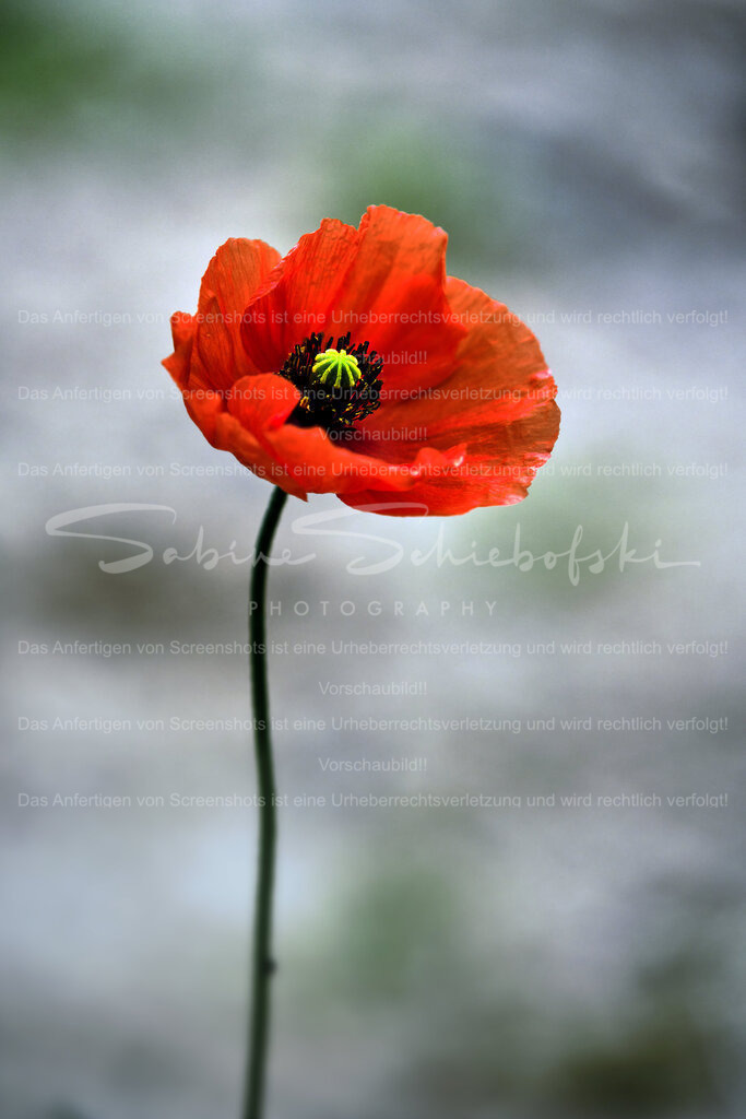 Wandbild Mohnblume | People- und Tierfotografie, Imageaufnahmen, Veranstaltungsfotografie und Wandbilder aus der Natur ★ Made in Germany ✔️ Druck + Downloads ✔️ Naturfotografie in Top Qualität ★ schneller Versand, weltweite Lieferung! - Realisiert mit Pictrs.com