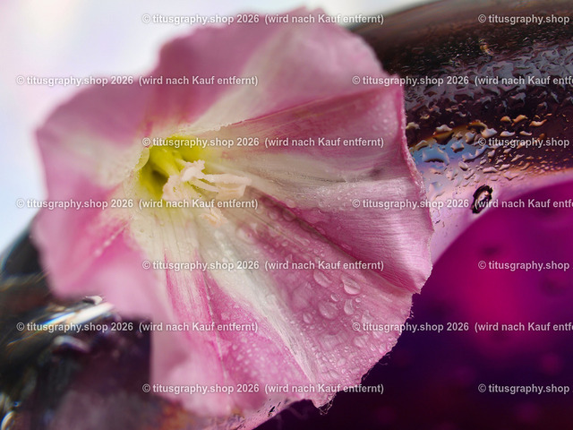 titusgraphy_P6228032-vz-ln | titusgraphy-shop: Geschenkideen mit Qualitätsfotos. titusgraphy-shop: gift ideas with quality photos. titusgraphy-shop: idées cadeaux avec photos de qualité.  - Realisiert mit Pictrs.com