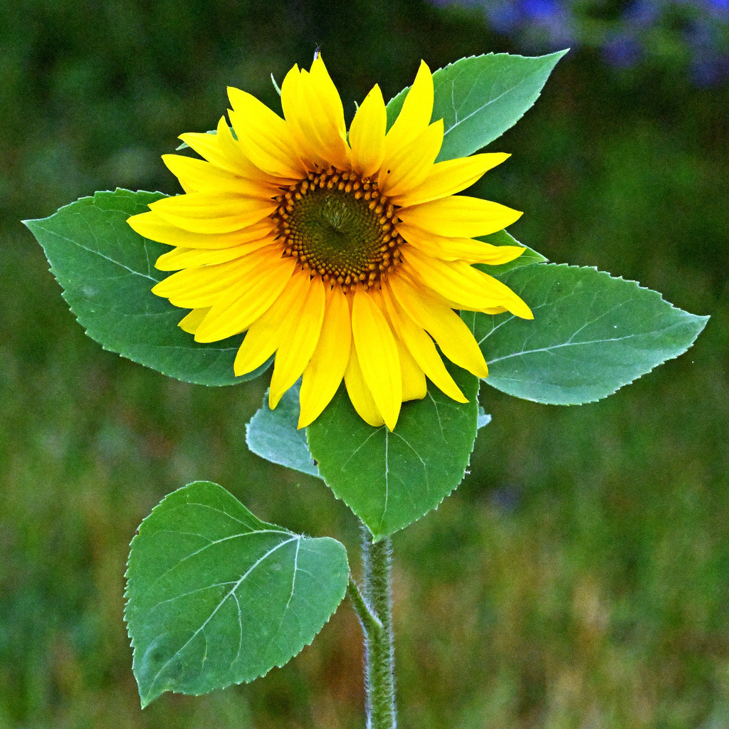 Sonnenblume01q | lucisnaturbilder - Realisiert mit Pictrs.com
