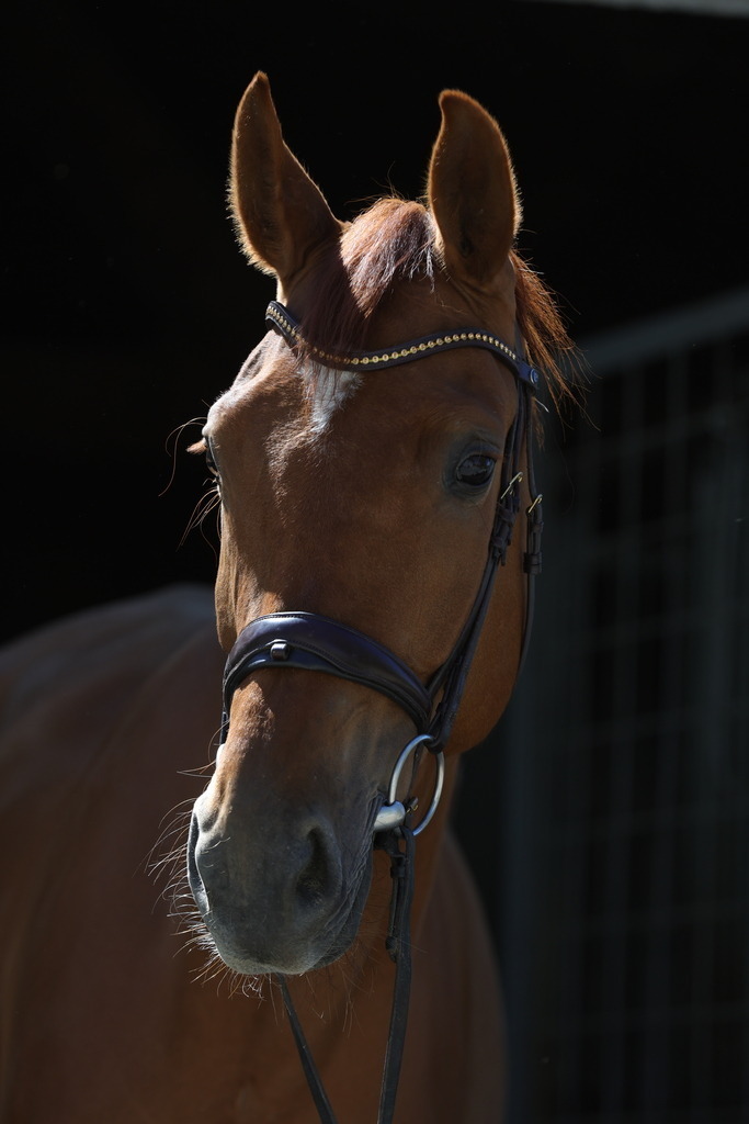 0P6A8935 | Willkommen bei Brunnmayr - Design & Fotografie – Ihrem Spezialisten für Reitturniere und Pferdeveranstaltungen in Oberösterreich, Salzburg und Bayern! Seit über 17 Jahren sind wir leidenschaftlich dabei.