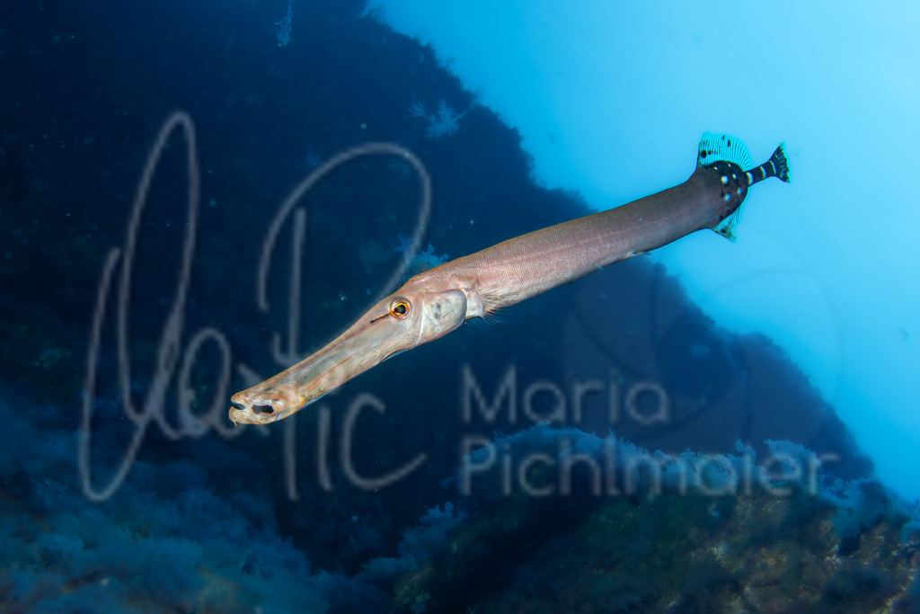 Aulostomus strigosus | Ostatlantische Trompetenfisch - Realisiert mit Pictrs.com