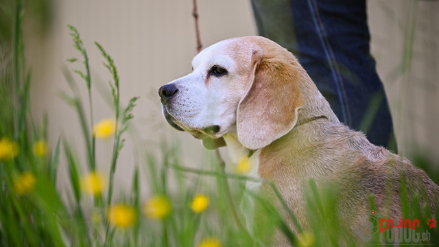 Beagle Club Schweiz  | Beagle Club Schweiz, 45 Jahre in Menziken 2025 Foto: Leo Wyden