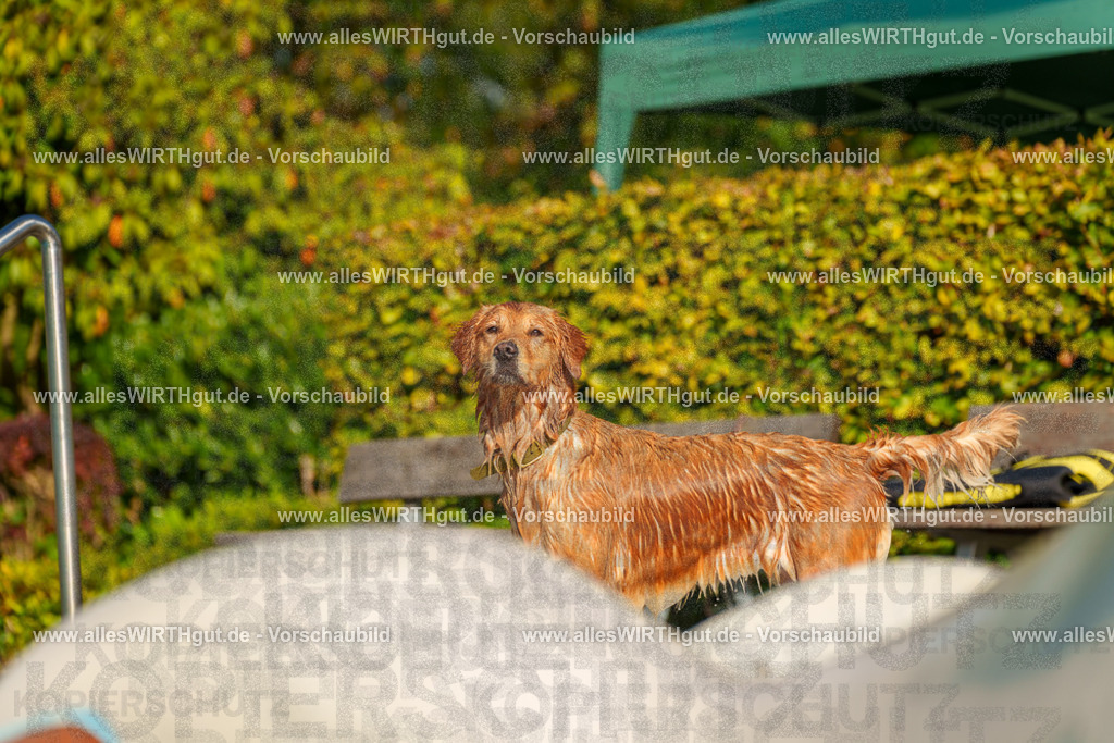 Hundeschwimmen_Grefrath_2026-allesWIRTHgut_Tierfotografie-15_05-7R509237 | Professionelle Tierfotografie in Mönchengladbach von Daniel Wirth (allesWIRTHgut). Liebevolle & natürliche Bilder von Hunden & Katzen für unvergessliche Erinnerungen.