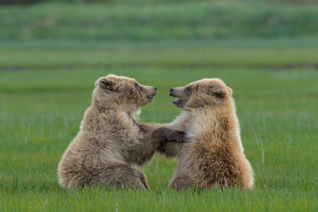 2025-442 | Junge Braunbären im spielerischen Zweikampf im Katmai National Park. - Realisiert mit Pictrs.com