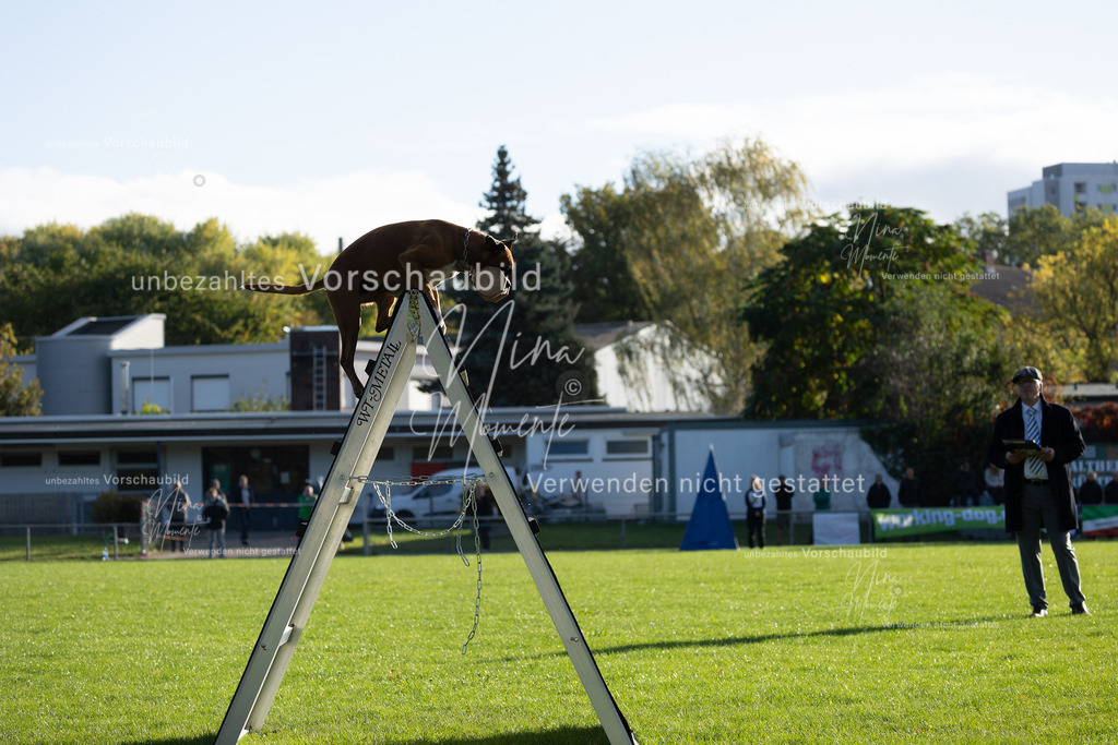 _16A4818 | Einzigartige Fotos von Hunden & Menschen –Actionfotos, Portraits, Vereinsaufnahmen & Paarshootings – authentisch, lebendig & mit Herz.