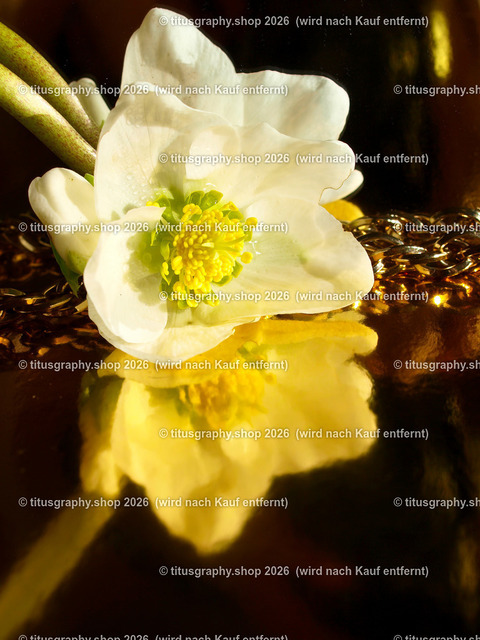 titusgraphy_P2244327-vz-ln | titusgraphy-shop: Geschenkideen mit Qualitätsfotos. titusgraphy-shop: gift ideas with quality photos. titusgraphy-shop: idées cadeaux avec photos de qualité.  - Realisiert mit Pictrs.com