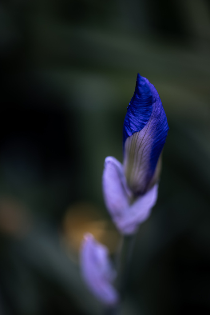Iris | Makroaufnahme mit Nikon ZF, AF-S Micro Nikkor 105mm f2.8