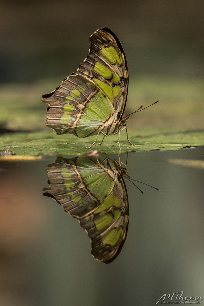 Malachitfalter mit Spiegelung im Wasser | Dies ist der Online-Shop von naturfoto.michaelthoma.de. Ich bin leidenschaftlicher Naturfotograf und fotografiere von der Andromedagalaxie bis zum Zwergtaucher, von der Ameise bis zum Orionnebel alles was mit Natur zu tun hat. Hier kann eine Auswahl meine - Realisiert mit Pictrs.com