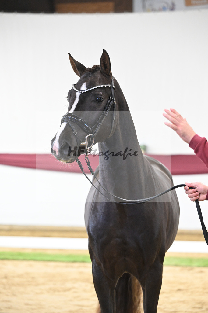 Kat-Nr. 17 Benicio x Fuerst Romancier_Schulze Averdiek Sportpferde und Aufzucht GbR_47250445 | hf-fotografie - Realisiert mit Pictrs.com