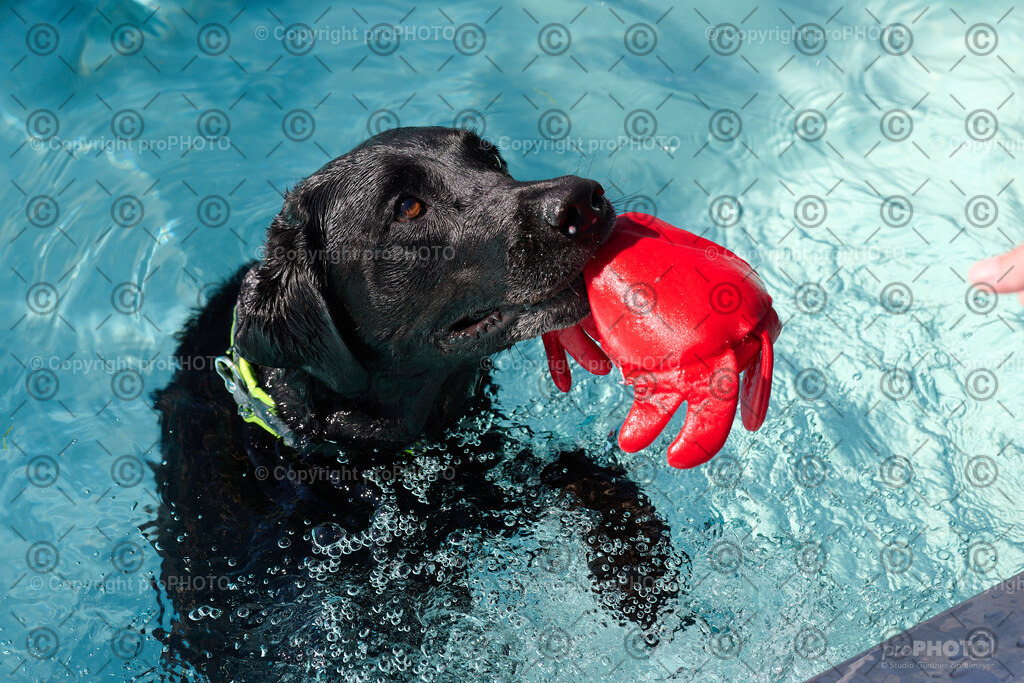 162_202509_4Hundebadetag_NZ9_2671 | proPHOTO - Realisiert mit Pictrs.com