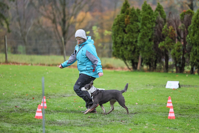 2025_Rally_Obedience_SM-271 | Ich fotografiere Hundeausstellungen, Sportanlässe, Zuchtstätten, Hundezucht, Hundeportrait, Lagotto - Realisiert mit Pictrs.com