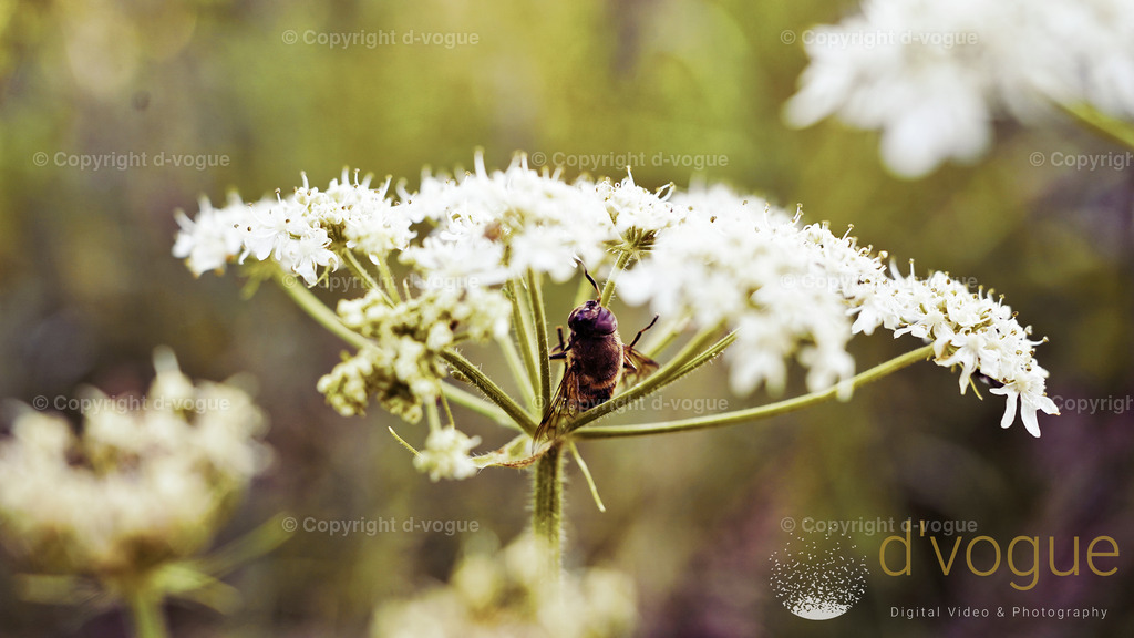 _DSC2015 | d-vogue - Realisiert mit Pictrs.com