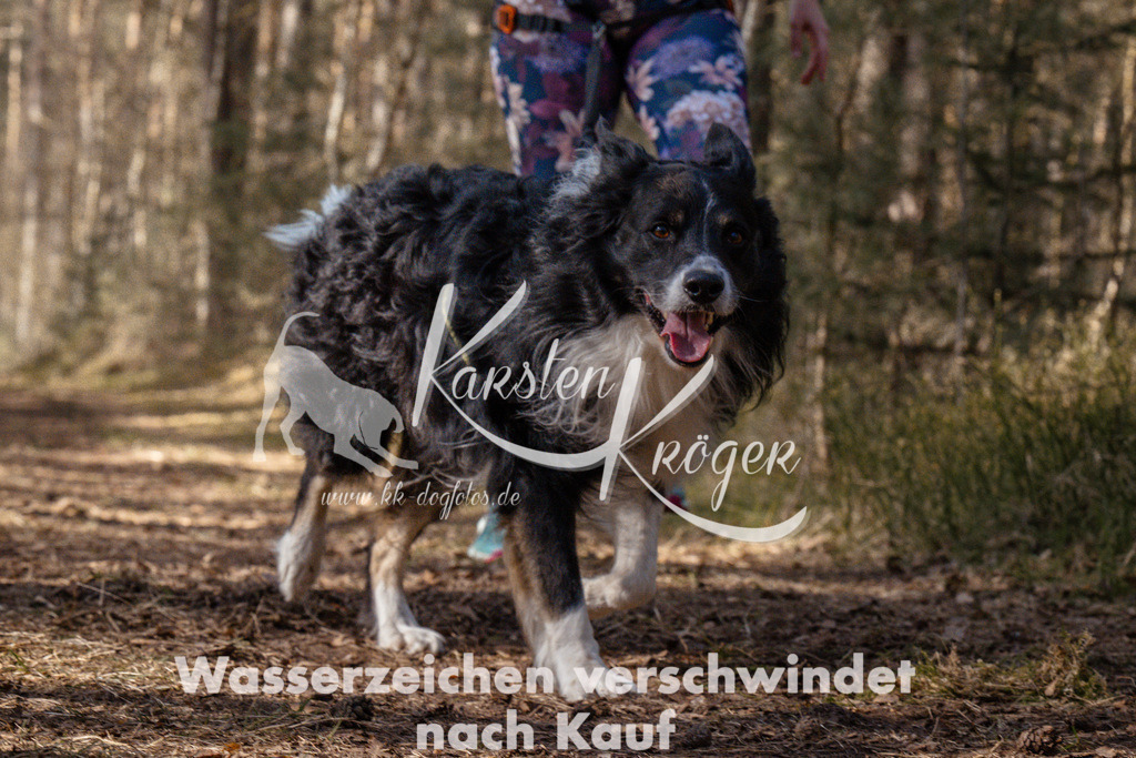 1335_ZZ94781 | kk-dogfotos