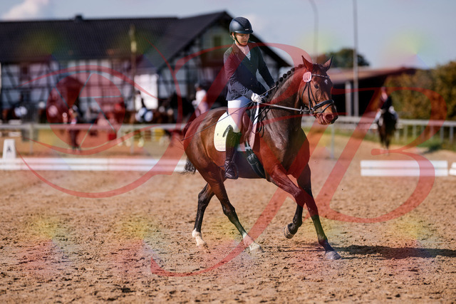 2026_10_03_Siefer-Hof_125752_Z81_46946835 | Professionelle Reitsport-, Turnier- und Eventfotografie von Robert Broda. Galerien mit ausgewählten und bearbeiteten Bildern direkt online ansehen und bestellen.