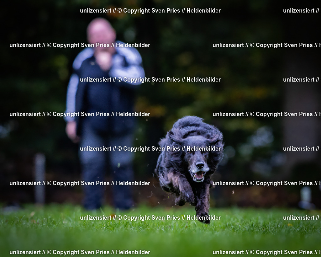 Sven Pries | 2024-10-19 - Hunderennen Ober-Grombach - Realisiert mit Pictrs.com