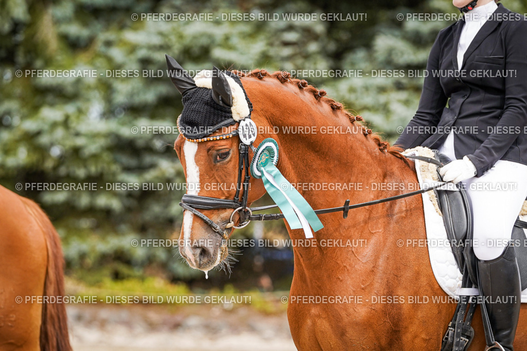 DSC04576 | Pferdegrafie