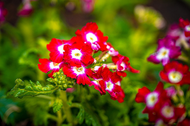 Blüten einer roten Verbene | Die roten Blüten einer roten Verbene (Verbena Hybrida), Jena, Thüringen, Deutschland - Realisiert mit Pictrs.com