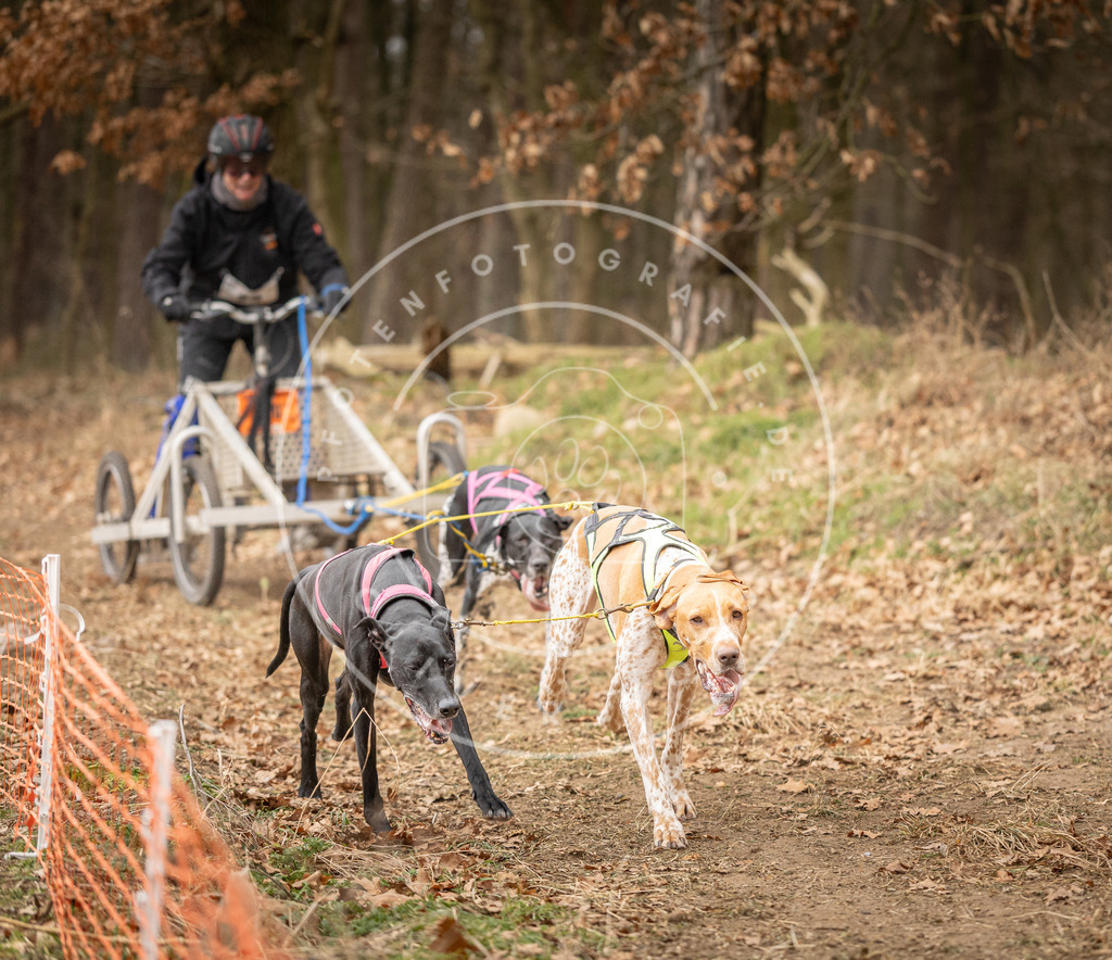 Pfotenfotografie_DV3A4829 | Hundefotografie, Tierfotograf, Pfotenfotografie, Fotoshooting Hund, Hunde Portrait, Hundesport, Hundeportraits, Heideshooting, Hunde, Sportfotograf, Hundefotograf, Turnierhundsport, THS,  - Realisiert mit Pictrs.com