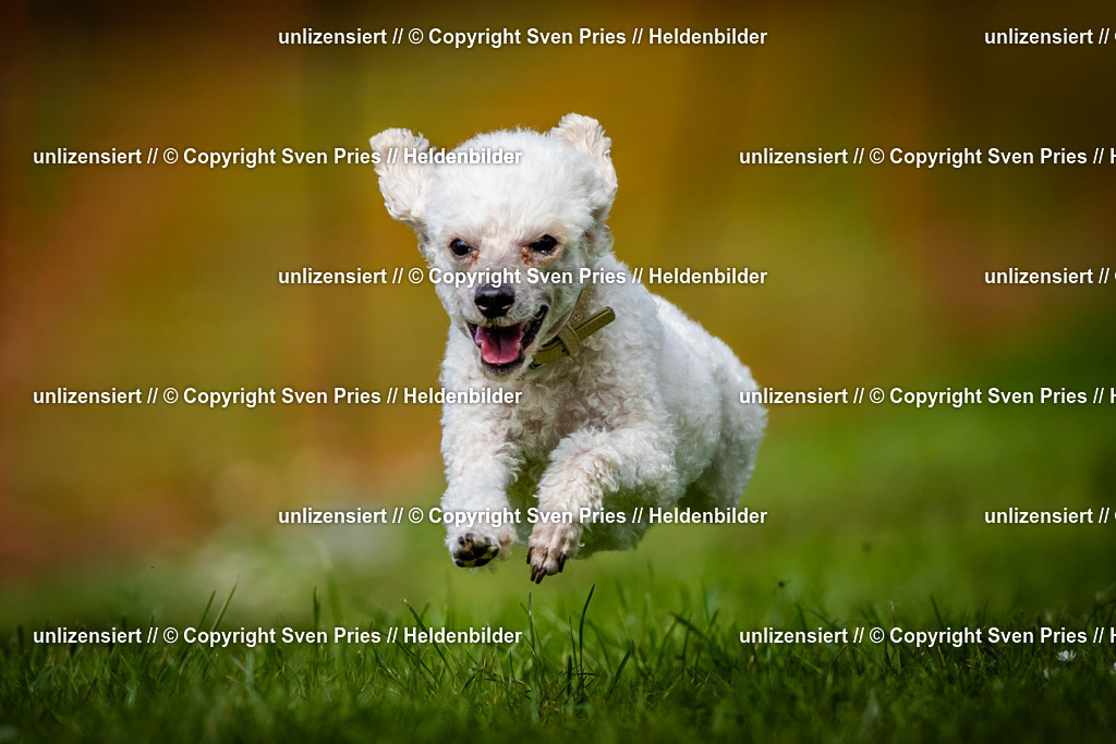 Sven Pries | 2025-04-13 - Hunderennen Baden-Baden - Realisiert mit Pictrs.com