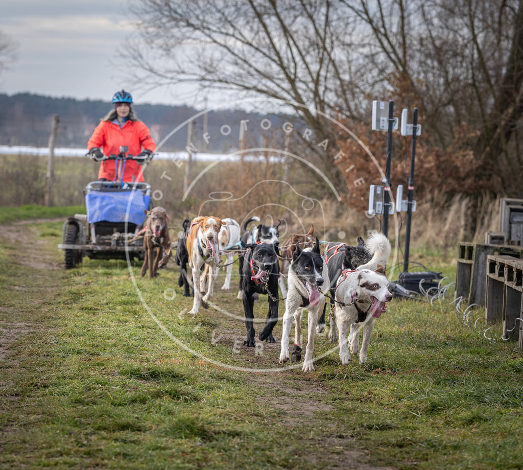 Pfotenfotografie_DV3A6923 | Hundefotografie, Tierfotograf, Pfotenfotografie, Fotoshooting Hund, Hunde Portrait, Hundesport, Hundeportraits, Heideshooting, Hunde, Sportfotograf, Hundefotograf, Turnierhundsport, THS,  - Realisiert mit Pictrs.com