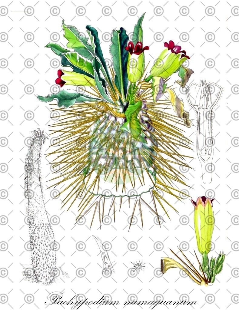 HistAbb_wfo-0000779380_2_ENZY_Simple | Historische Abbildung von Pachypodium namaquanum - Apocynaceae | Historical Illustration of Pachypodium namaquanum - Apocynaceae