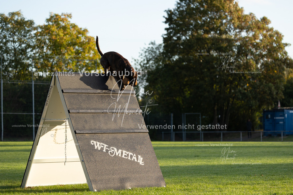 _16A5970 | Einzigartige Fotos von Hunden & Menschen –Actionfotos, Portraits, Vereinsaufnahmen & Paarshootings – authentisch, lebendig & mit Herz.