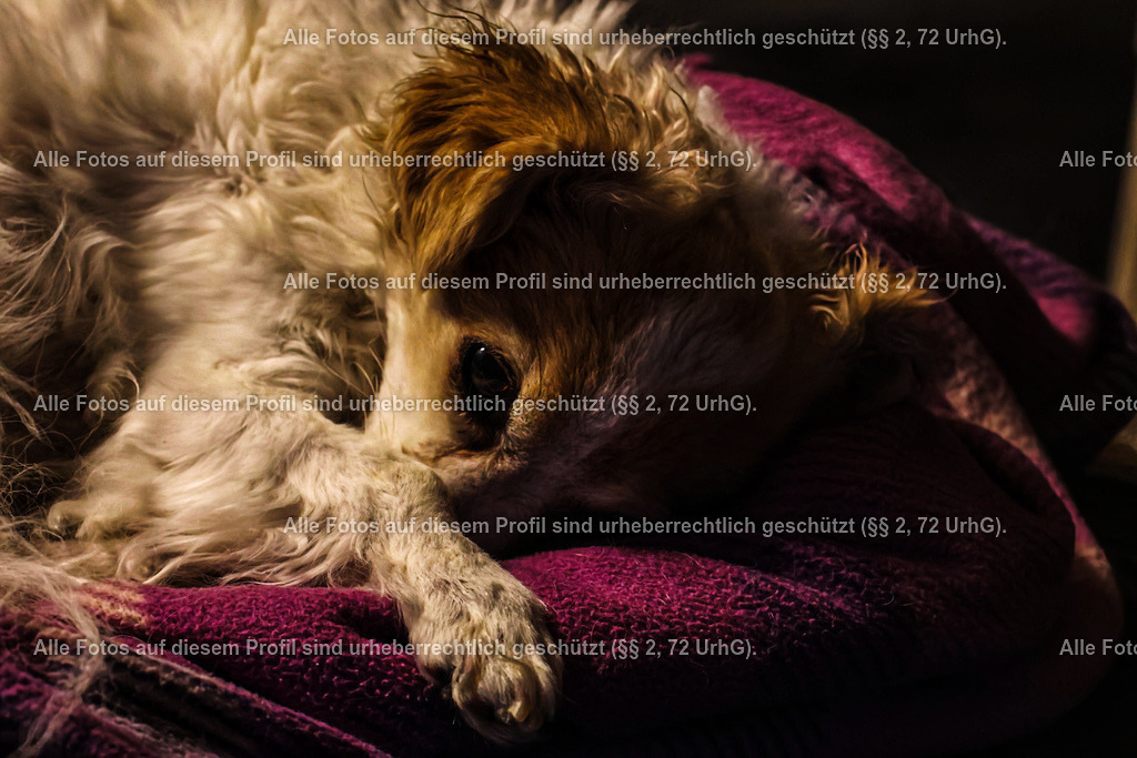 20240220070206_0C4A1722_2-01 | krollfotografie - Realisiert mit Pictrs.com