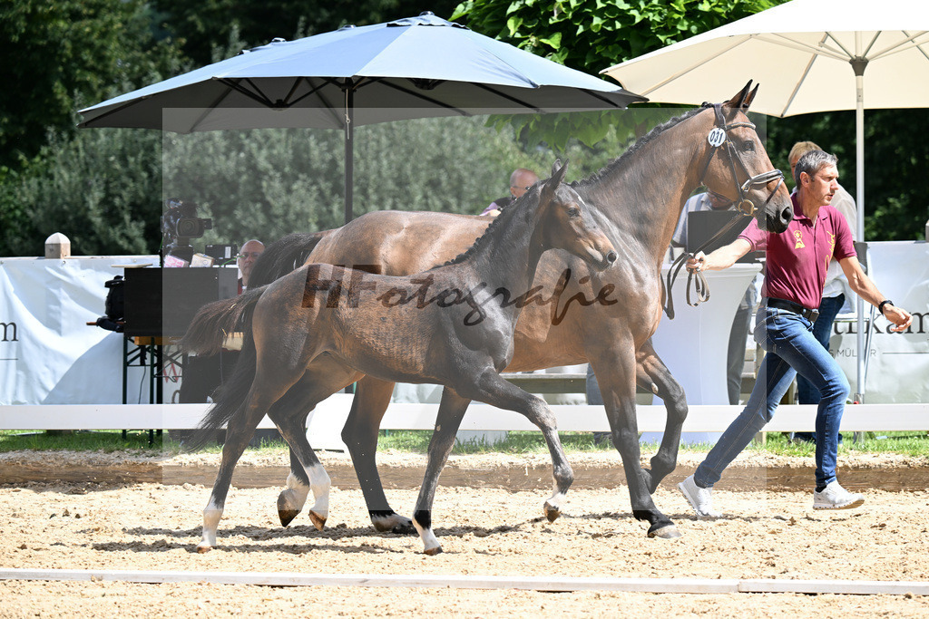 Kat-Nr. 31 Feliciano x Concetto Famoso_HF_Goetz_29250988 | hf-fotografie - Realisiert mit Pictrs.com