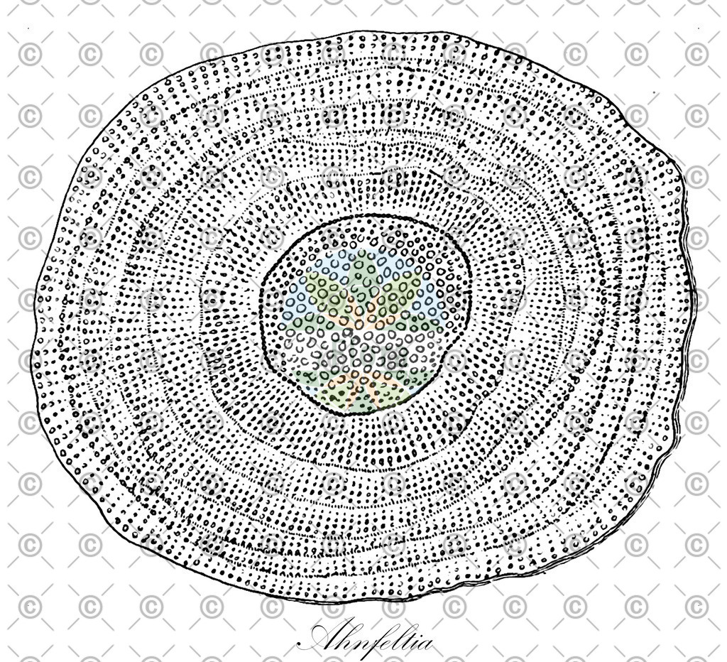 HistAbb_629FP_2_ENZY_Simple | Historische Abbildung von Ahnfeltia - Ahnfeltiaceae (0) | Historical Illustration of Ahnfeltia - Ahnfeltiaceae (0)