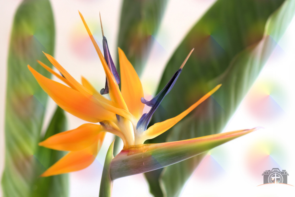 B-Paradiesvogel-0001 | Entdecken Sie eine vielfältige Auswahl individueller Fotos zum Kauf auf picturalux.de. Finden Sie hochwertige Bilder für Ihre Projekte, die Ihre Botschaft perfekt unterstreichen. Stöbern Sie jetzt und verleihen Sie Ihren Inhalten das gewisse Etwas! - Realisiert mit Pictrs.com