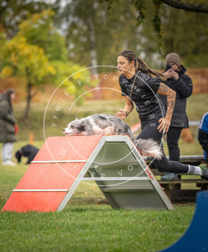 Pfotenfotografie_DV3A0136 | Hundefotografie, Tierfotograf, Pfotenfotografie, Fotoshooting Hund, Hunde Portrait, Hundesport, Hundeportraits, Heideshooting, Hunde, Sportfotograf, Hundefotograf, Turnierhundsport, THS,  - Realisiert mit Pictrs.com