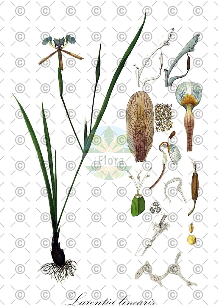 HistAbb_wfo-0001426189_1_ENZY_Simple | Historische Abbildung von Larentia linearis - Iridaceae | Historical Illustration of Larentia linearis - Iridaceae