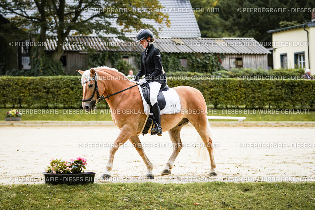 DSC04436 | Pferdegrafie