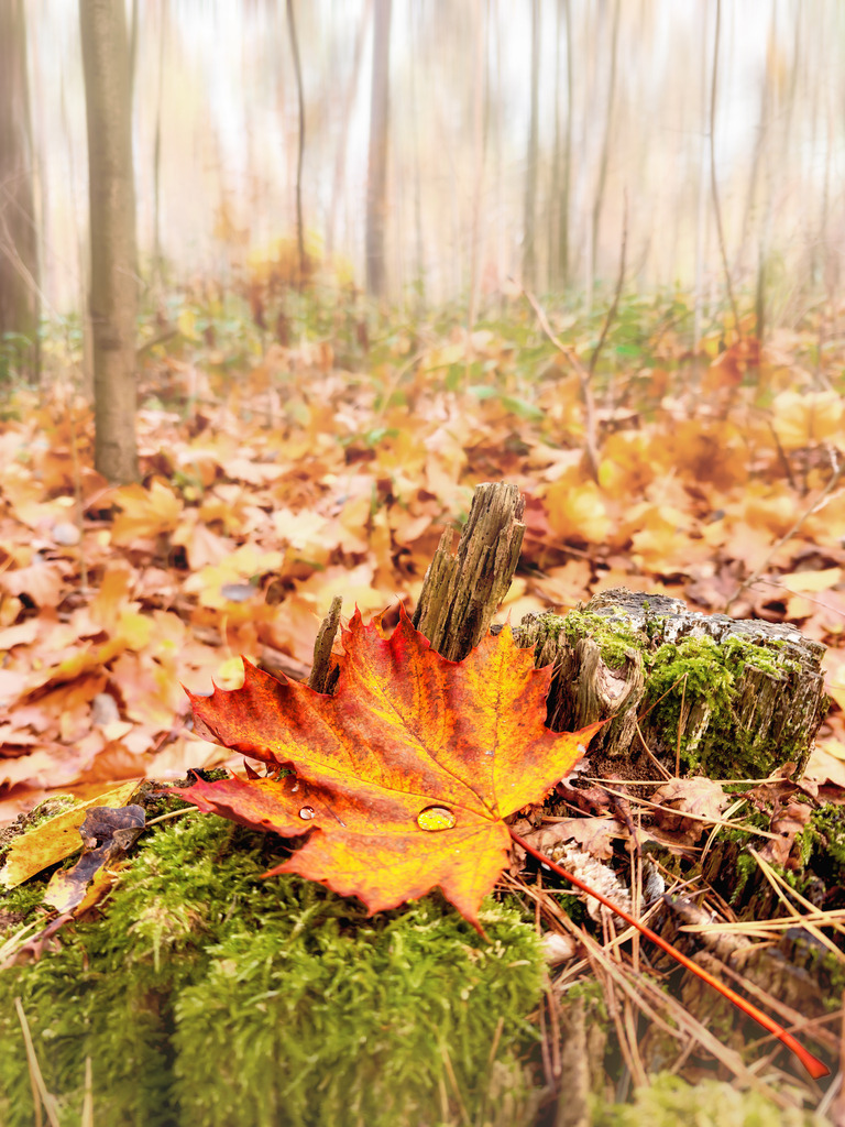 Herbstwald | Sanfter Nebel durchzieht einen herbstlichen Wald mit einem leuchtendem und mit Tautropfen bedecktem Ahornblatt auf einem mit Moos bewachsenen Baumstumpf im Vordergrund.Unsere Empfehlung: Alu-Dibond oder Acrylglas - Realisiert mit Pictrs.com