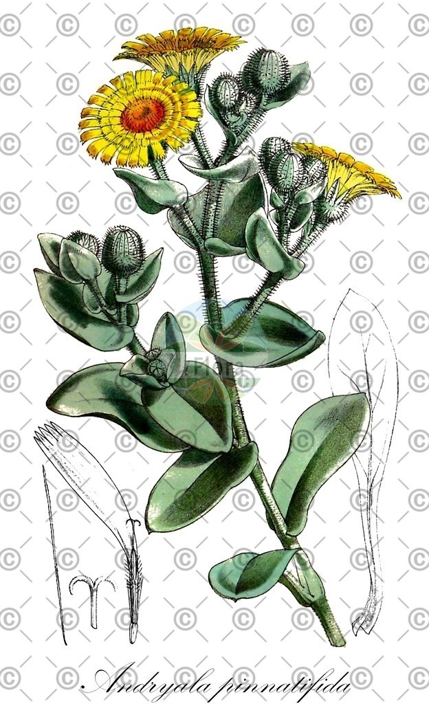 HistAbb_wfo-0000026168_1_ENZY_Simple | Historische Abbildung von Andryala pinnatifida - Asteraceae | Historical Illustration of Andryala pinnatifida - Asteraceae