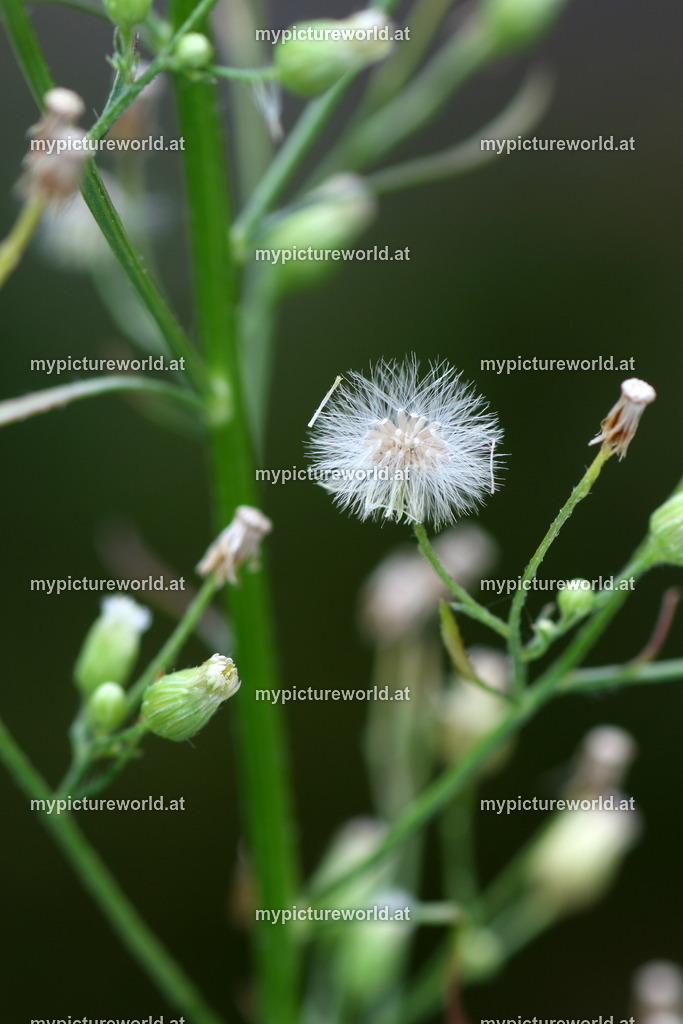 Kanadisches Berufkraut-001 | Das Bilderarchiv über Tiere, Planzen und Landschaften. In der Bilddatenbank finden Sie ein große Auswahl an hochwertigen Bilder für Ihre Werbung - Realized with Pictrs.com
