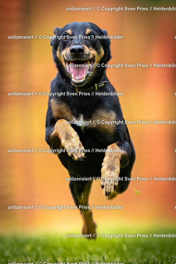 Sven Pries | 2025-09-21 - Hunderennen Baden-Oos - Realisiert mit Pictrs.com