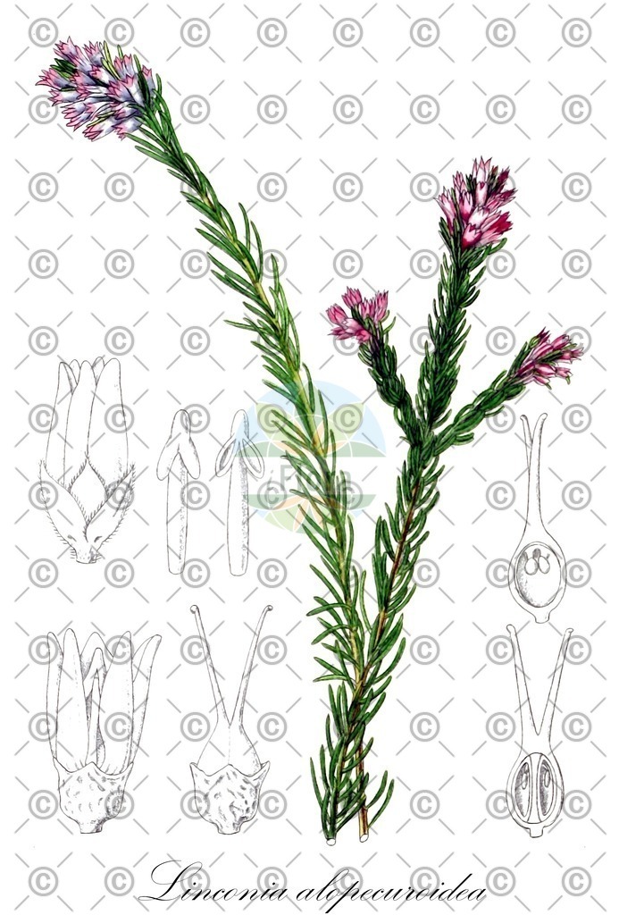 HistAbb_FALSCH_14_ENZY_Simple | Historische Abbildung von Linconia alopecuroidea - Bruniaceae | Historical Illustration of Linconia alopecuroidea - Bruniaceae