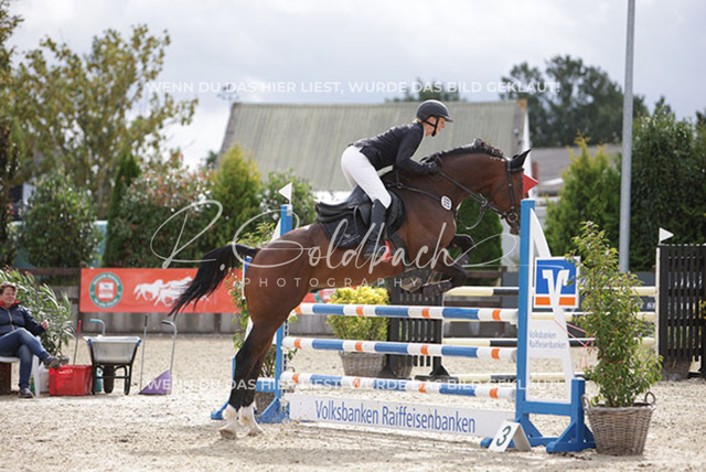 1J2A0727Britta Braunert_ Convolto PS_ Kn289_ Havekost | Foto- und Videografie für alles rund ums Pferd. Hochwertige Bilder und Videos vom Spring- und Dressurreiten, Voltigieren & mehr. Jetzt aktuelle Veranstaltungen und Preise im Shop ansehen. - Realisiert mit Pictrs.com