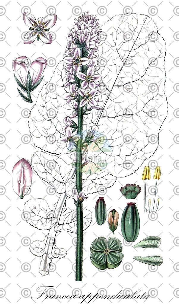 HistAbb_wfo-0000692090_1_ENZY_Simple | Historische Abbildung von Francoa appendiculata - Francoaceae | Historical Illustration of Francoa appendiculata - Francoaceae