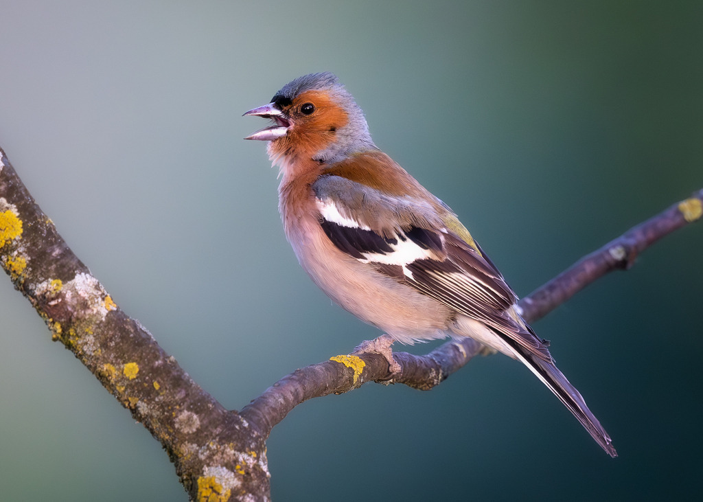 Singing Chaffinch  | tobiasneyer - Realisiert mit Pictrs.com
