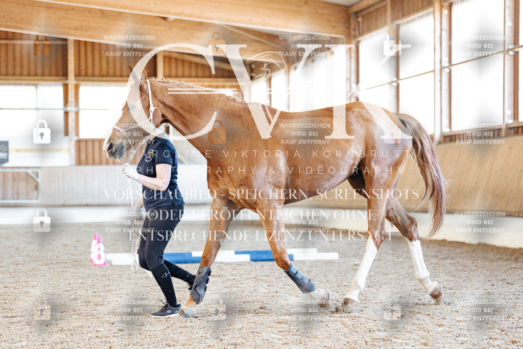 CK906083 | Turnierfotografie Pferdefotografie Trier Rheinland-Pfalz Pferdesport Reitsport Tierfotografie Sportfotografie Pferdevideo Pferdevideografie Equestrianvideography equestrianphotography  - Realisiert mit Pictrs.com