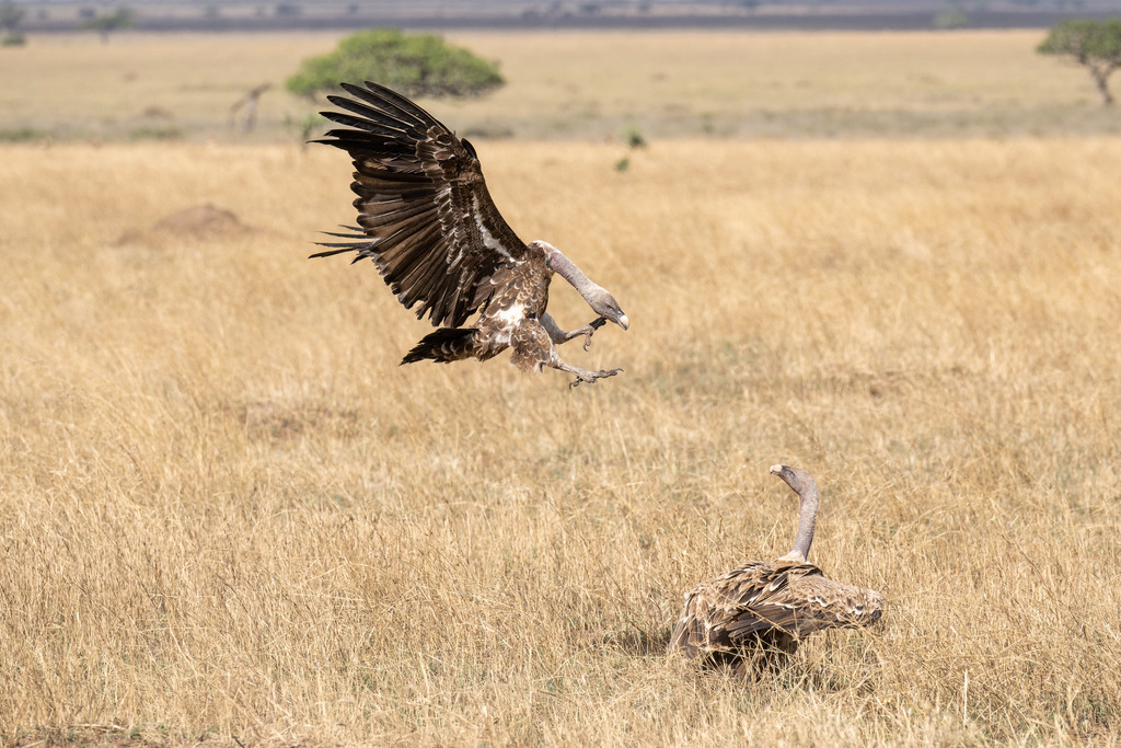 Serengeti Nationalpark - 28. September 2022 | Zwei Sperbergeier im Serengeti Nationalpark.
Bild: Sportfotografie Markus Aeschimann | www.markus-aeschimann.ch - Realisiert mit Pictrs.com