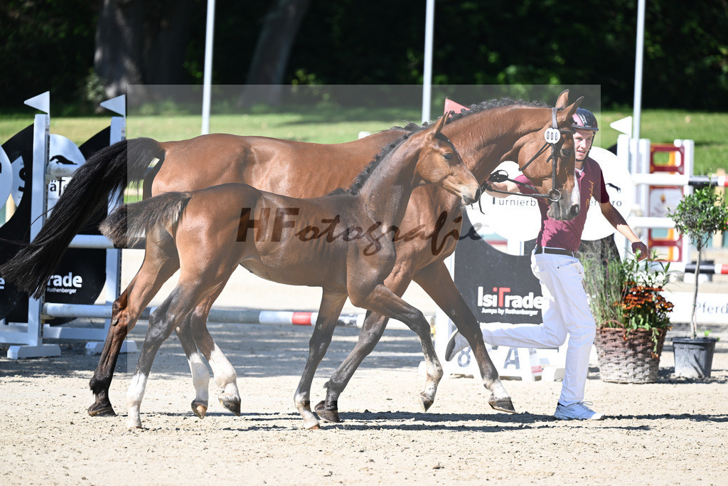 Praesentation Auktionsfohlen_36230191 | hf-fotografie - Realisiert mit Pictrs.com