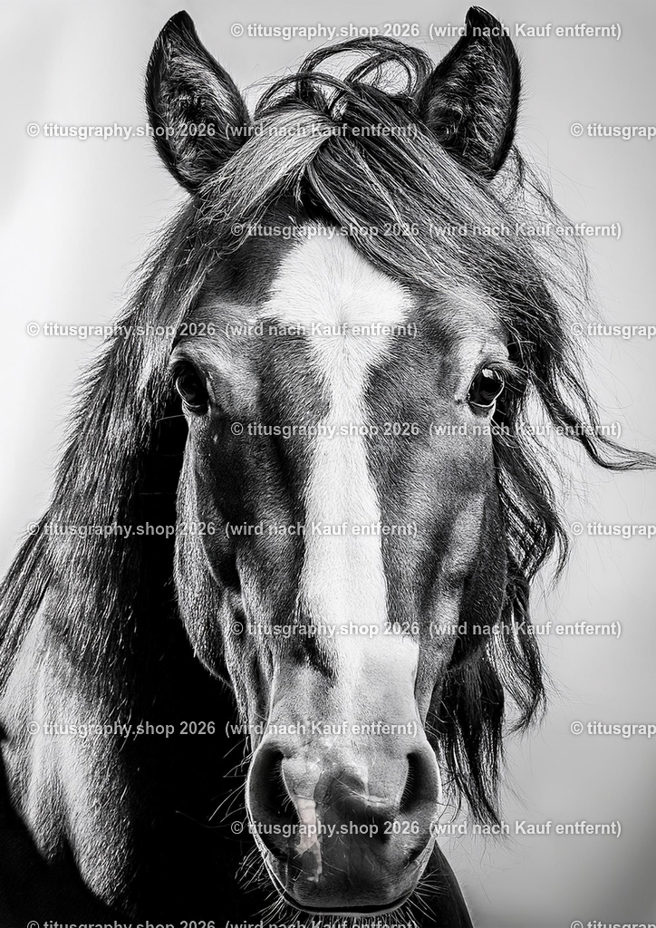 Pferd 041 | titusgraphy-shop: Geschenkideen mit Qualitätsfotos. titusgraphy-shop: gift ideas with quality photos. titusgraphy-shop: idées cadeaux avec photos de qualité.  - Realisiert mit Pictrs.com