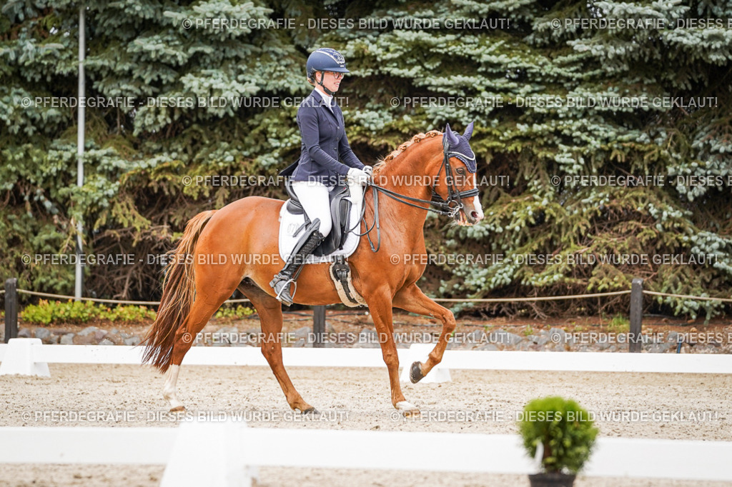 DSC07036 | Pferdegrafie